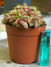 Cephalotus follicularis,10cm