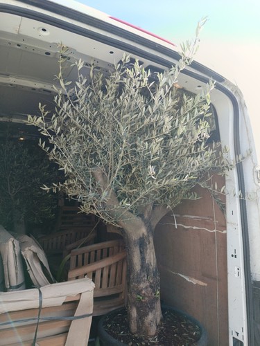 Ancient olive tree 100 years - tree,