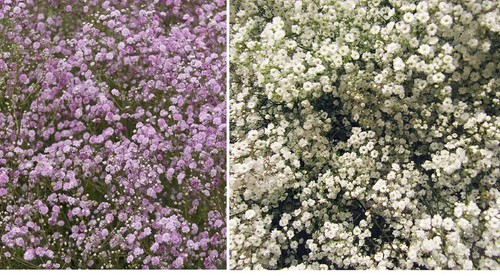 Baby breath flower - baby's,