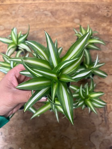 Spider plant chlorophytum - plant,