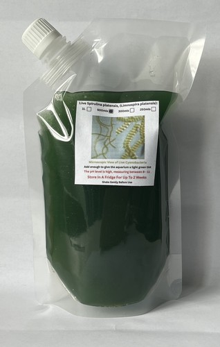 Live spirulina platensis - spirulina,