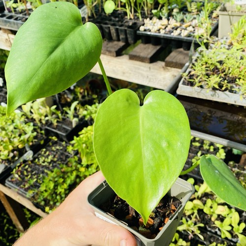 Monstera deliciosa swiss - deliciosa,
