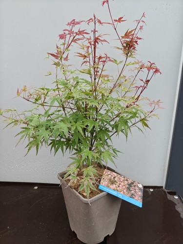 Acer palmatum phoenix - acer, 'phoenix'