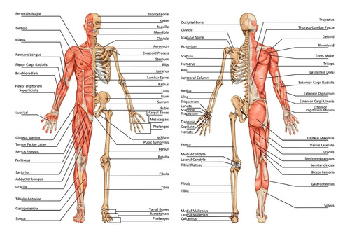 Human skeleton muscle - skeleton, &