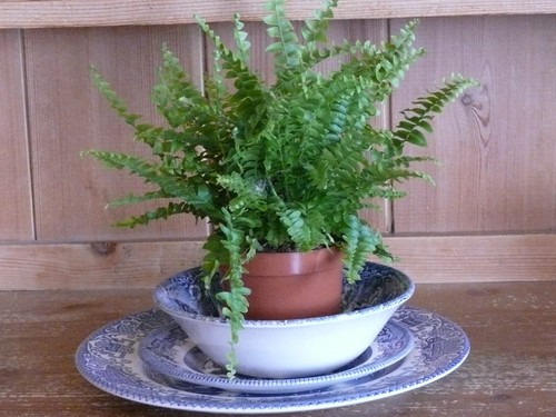 Blue and white willow - , pattern