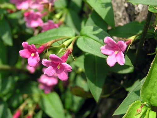 Scented jasmine beesianum - scented,