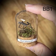 Black Beauty Stick Insect Skin In Glass Dome Taxidermy, Curio, Oddity
