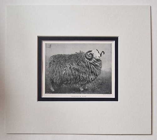 Parsons herdwick ram 1918 - parsons, ram,