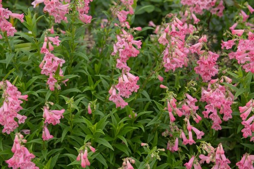 Penstemon hewell s pink - x, pink'