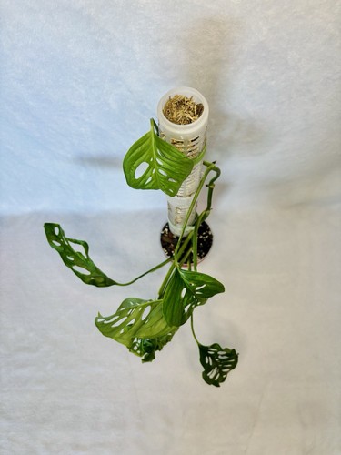 Monstera adansonii swiss - monstera,