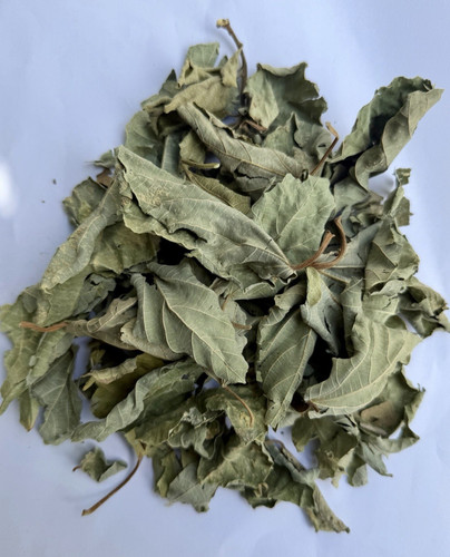 Sandpaper leaves dried ficus - sandpaper,
