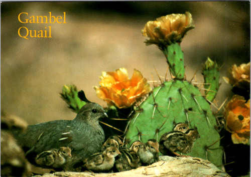 Vintage postcard gambel - postcard, quail