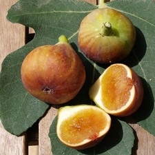 Young Fig tree/rooted cutting