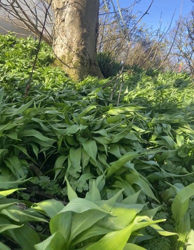 Wild garlic bulbs 250 - x,