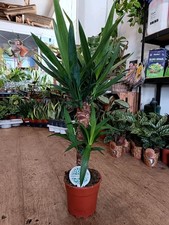 Large Yucca Plant | 17 cm pot | 80 cm height | easy care low maintenance plant 