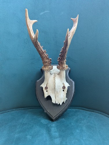 Vintage roe deer - roe,