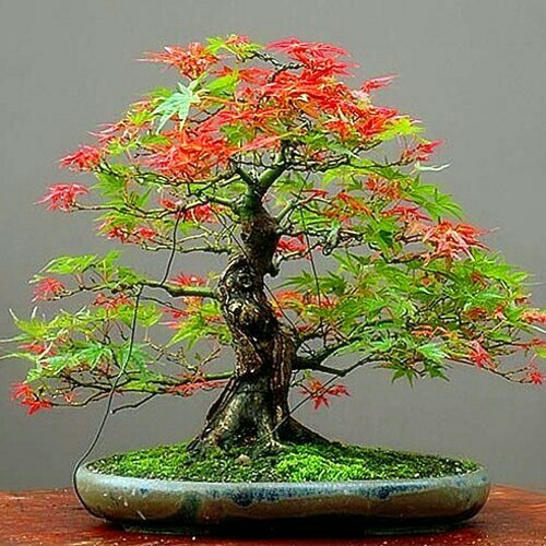 Seeds japanese maple tree - 20,