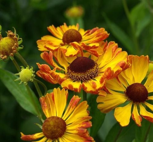 Helenium rauchtopas - helenium,