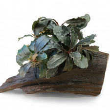 Bucephalandra ‘Brownie Ghost Ulu Kapu’ on 10 cm Driftwood– Live Aquarium Plant