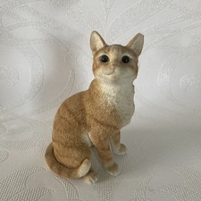 lovely ginger orange cat