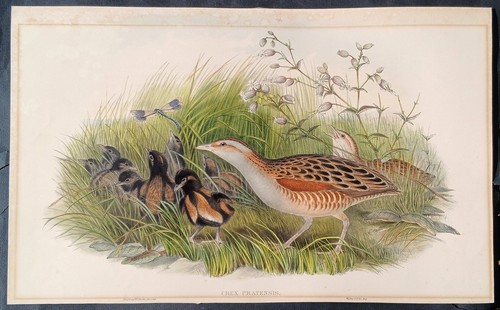 John gould birds ornithology - birds,