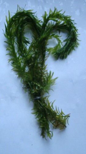 Elodea densa aquarium aquatic - aquarium,