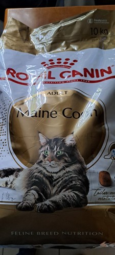 Royal cain maine coon - maine,