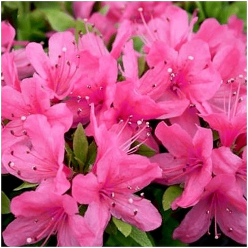 Dwarf japanese azalea - japanese,