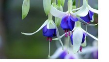 2  X    FUCHSIA DELTAS SARAH  PLUG PLANTS PRE ORDER FREE POSTAGE