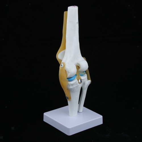 Life size knee joint - knee,