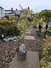 Acer Palmatum Japanese Maple