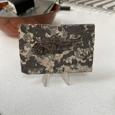 Fossil Fish