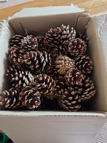 Pine cones natural - 80,