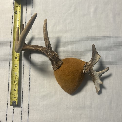 Vintage 1996 whitetail deer - vintage,