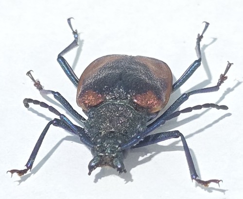 1421 cerambicidae - ts-,