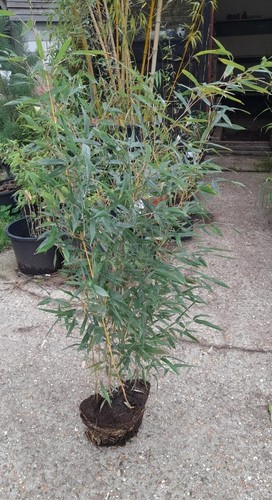 Phyllostachys aureosulcata