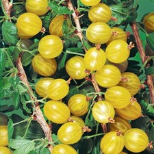 Gooseberry hinnonmaki yellow - gooseberry, yellow'