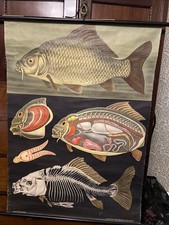 Vintage School  Jung Koch  Wall  Chart Biology Carp Maritime Cool Decor