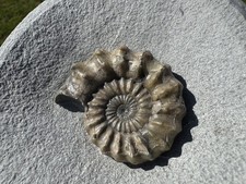 Ammonite Oistoceras Fossil