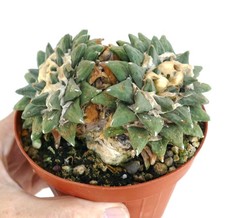 Ariocarpus retusus var