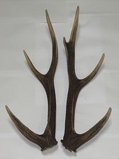 PAIR OF SIKA DEER ANTLERS