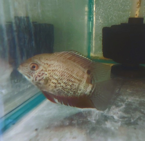 Red spotted turquoise severum - red,