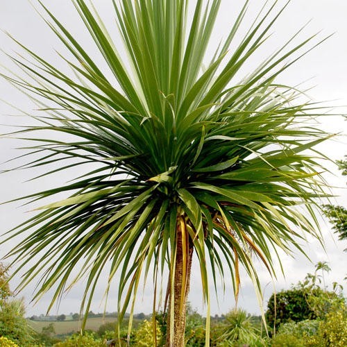 Cordyline australis seeds - cordyline,