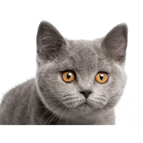 British shorthair kitten - british,