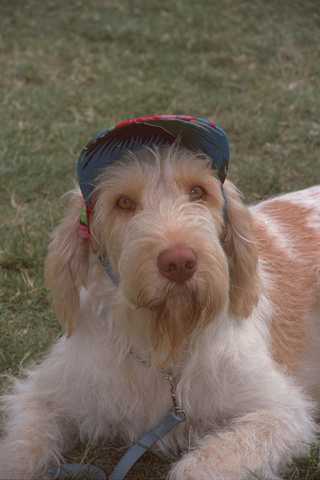 659012 italian spinone - spinone, hat