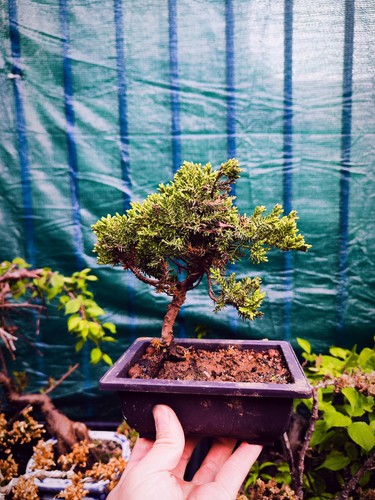 Juniper nana mame - mame,