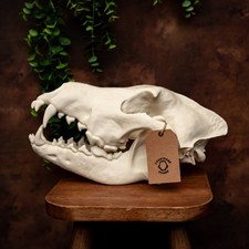 Life-Size 3D Dire Wolf Skull