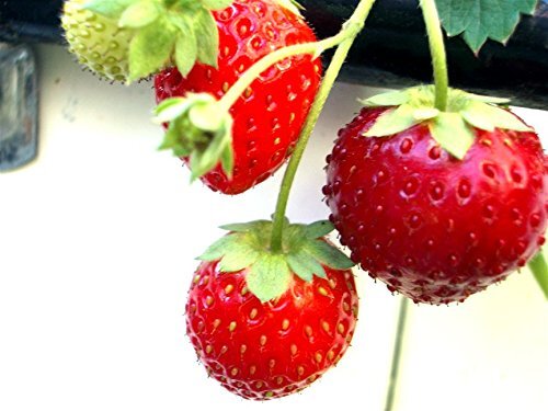 Strawberry alpine alexandria - alpine,