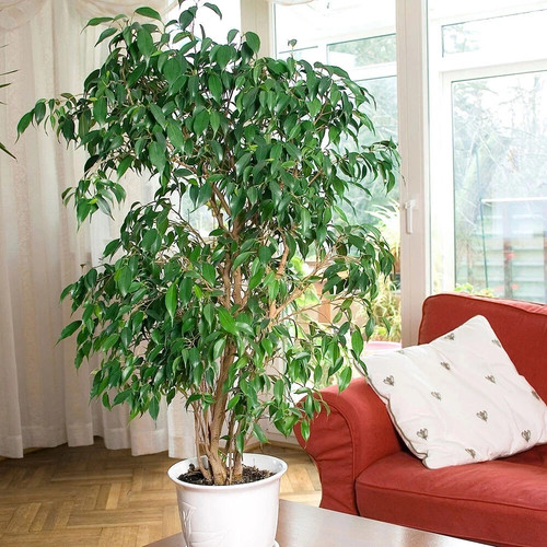 Large tall exotic tree - tall,