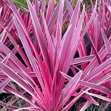 Cordyline australis Pink Passion in 9cm Pot - Evergreen Ornamental Grass Shrub